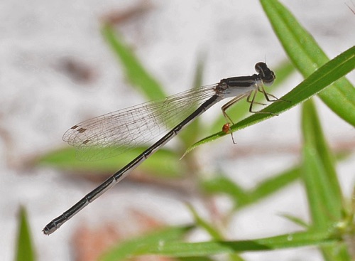 Female
2009_08_09_FL